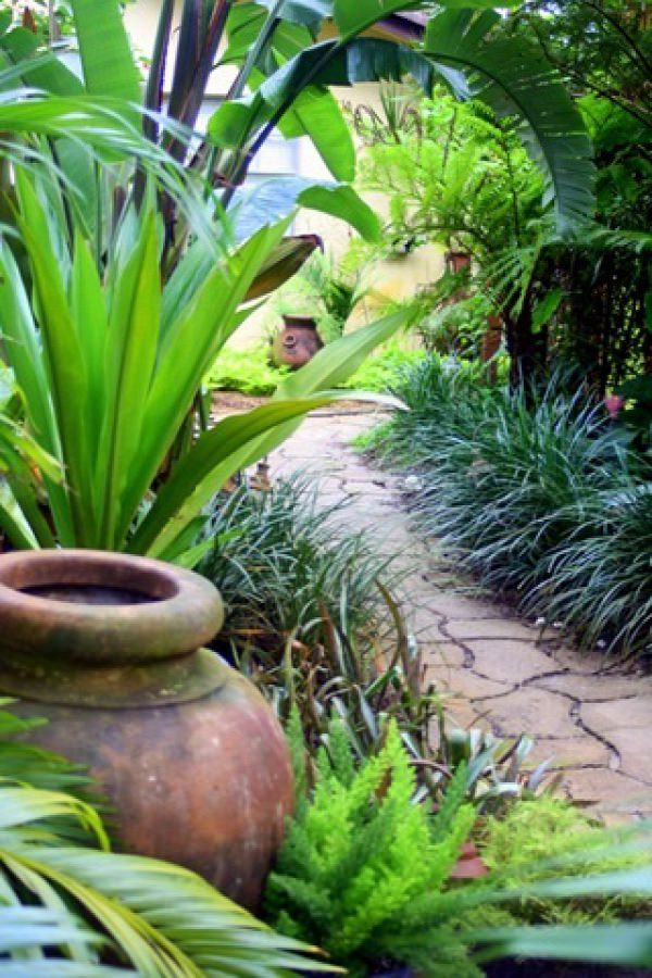 Outdoor Landscape Trees
 14 Cold Hardy Tropical Plants to Create a Tropical Garden