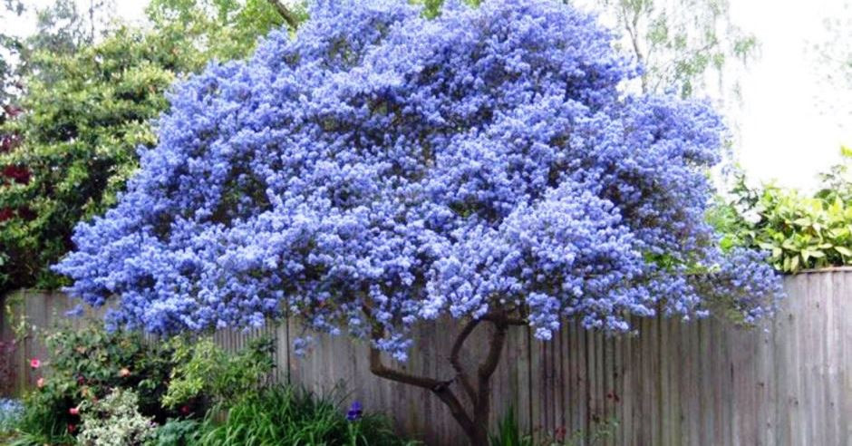 Outdoor Landscape Trees
 40 Beautiful Flowering Trees Ideas for Yard Landscaping