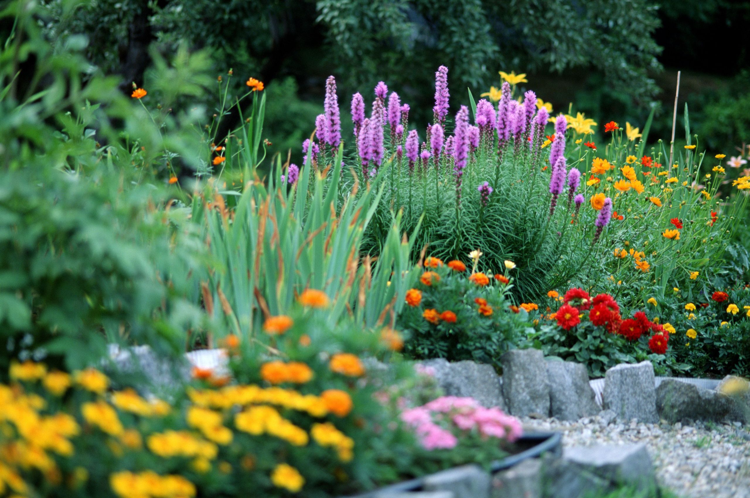 Plants Outdoor Landscape Luxury Choosing Plants for A Small Garden Space