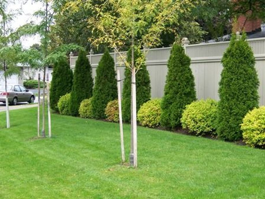 Privacy Fence Landscape
 Stunning Privacy Fence Line Landscaping Ideas 38