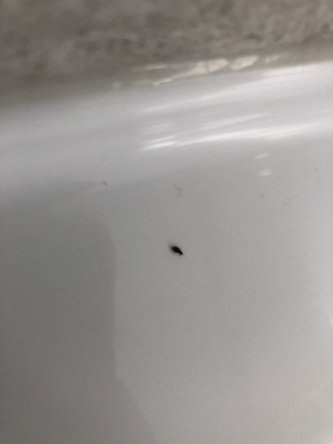 Small Black Flies In Bathroom
 Tiny bug in bathroom Ask an Expert