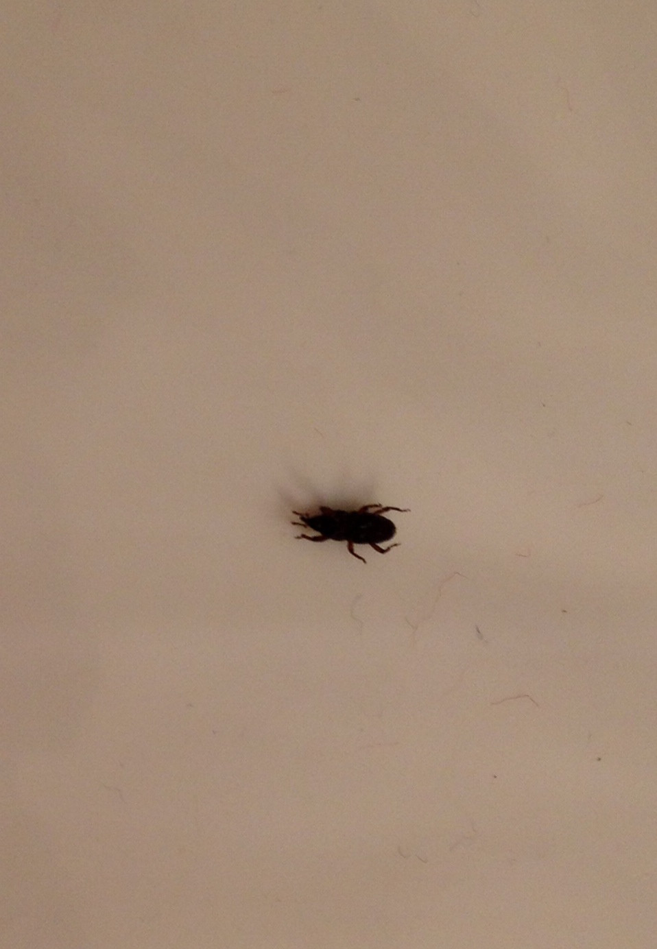 Small Black Flies In Bathroom
 We keep seeing these bugs in the bathroom tub & floor