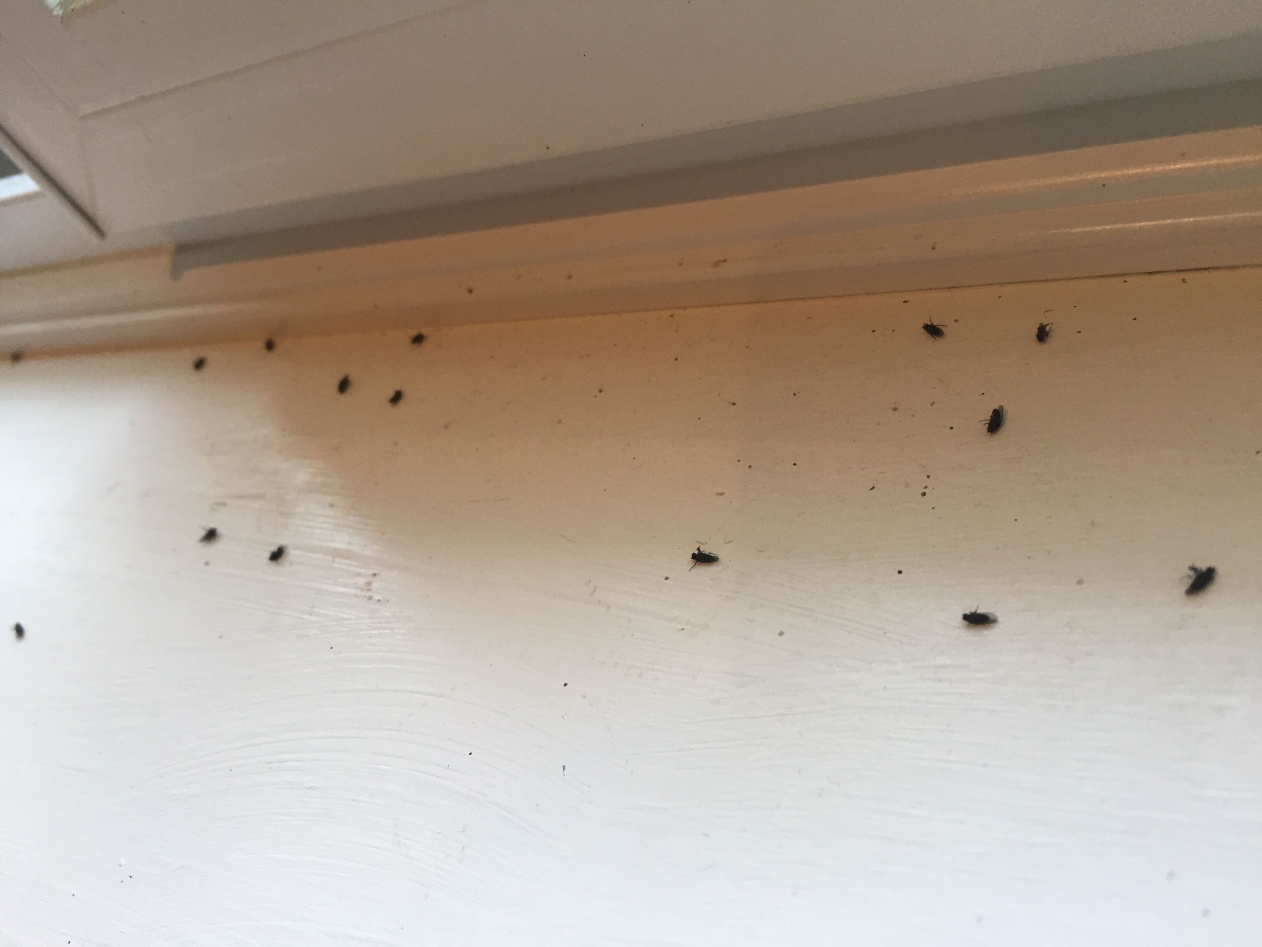 Small Black Flies In Bathroom
 My bathroom is infested with tiny black flies Ask an Expert