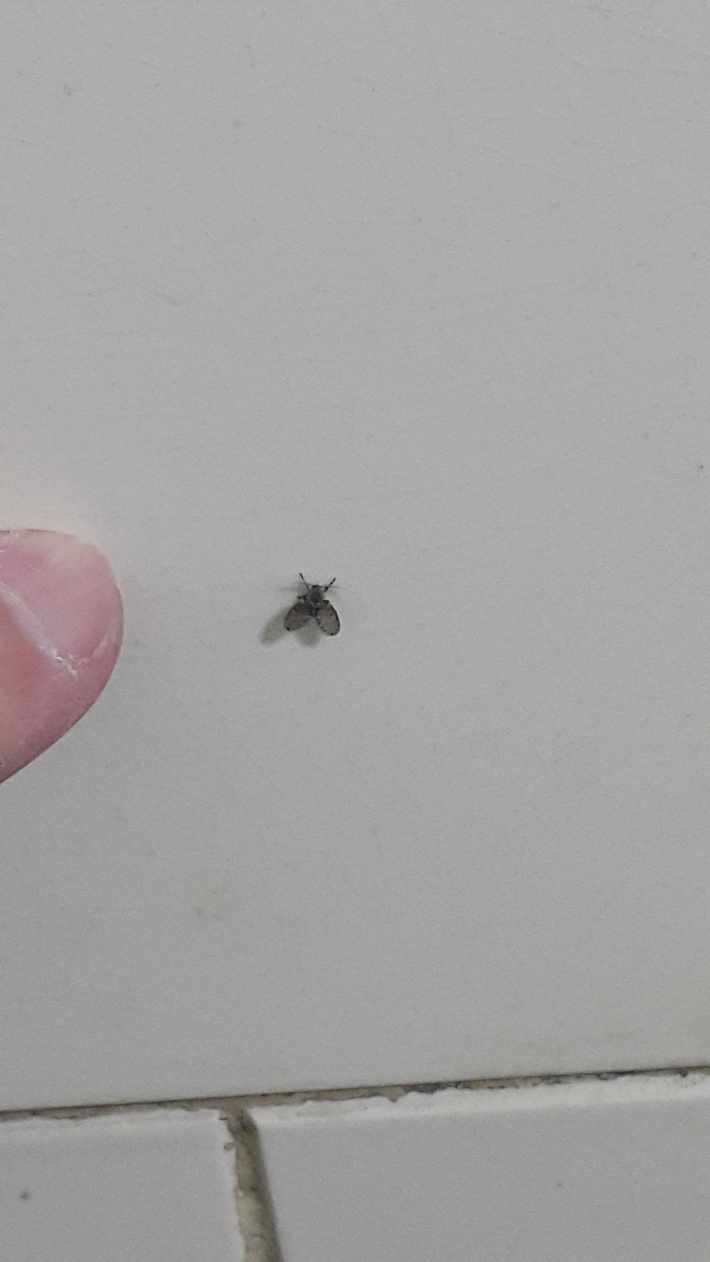 Small Black Flies In Bathroom
 Small black fly seems to like humidity and bathroom tiles