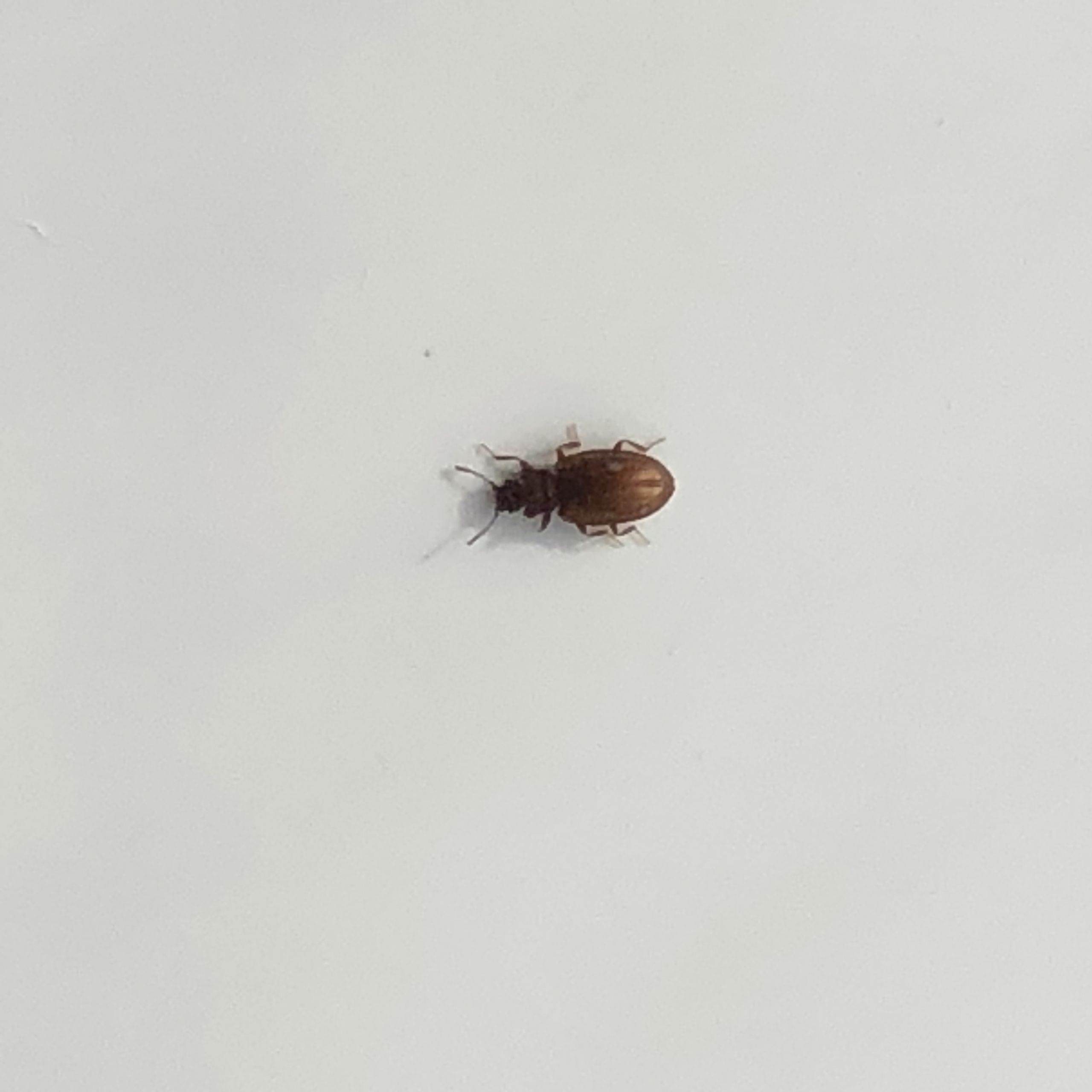 Small Black Flies In Bathroom
 Tiny bug in bathroom Ask an Expert