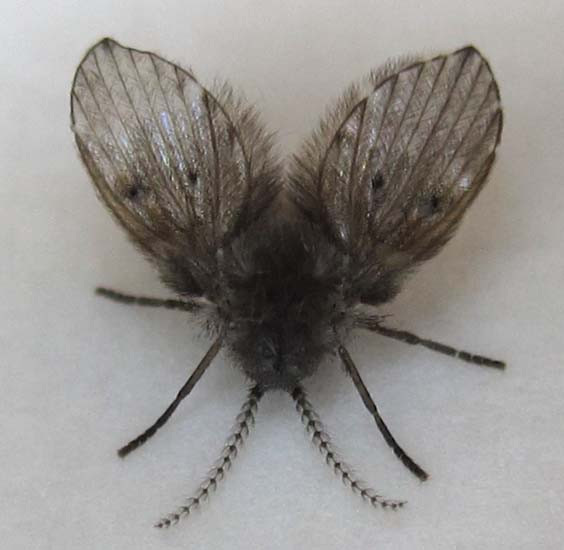 Small Black Flies In Bathroom
 Bathroom Fly What s That Bug