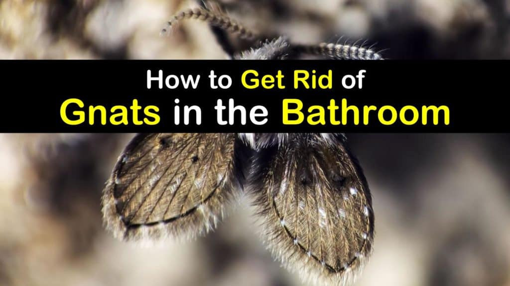 Small Black Flies In Bathroom
 Bathroom Gnats Infestation How to Get Rid of Gnats in
