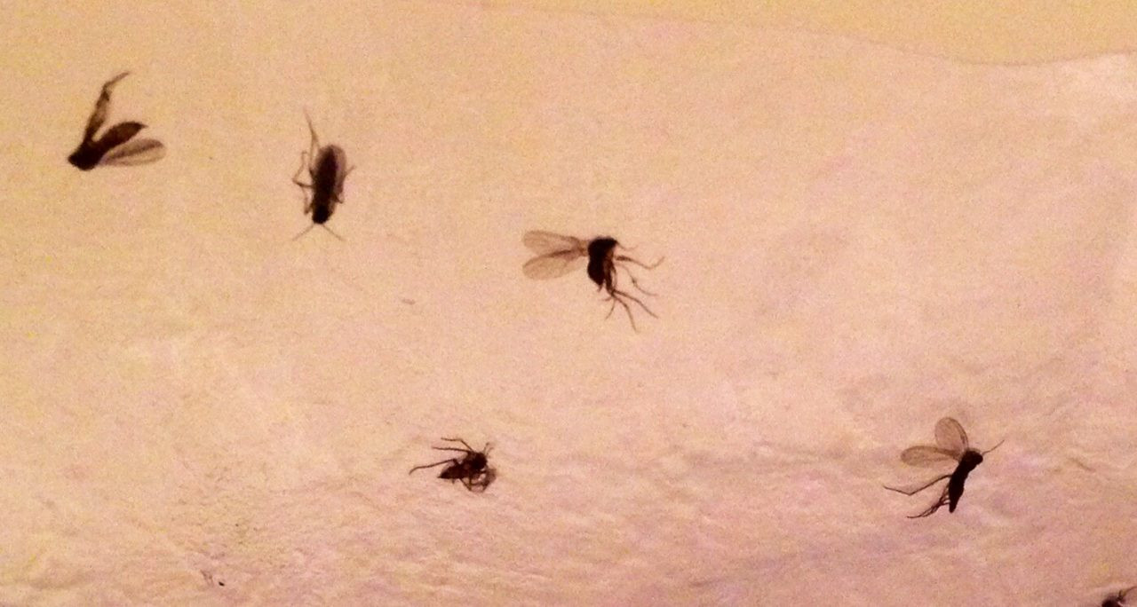 Small Black Flies In Bathroom
 Protecting How To Get Rid Psocid Mites Bathroom