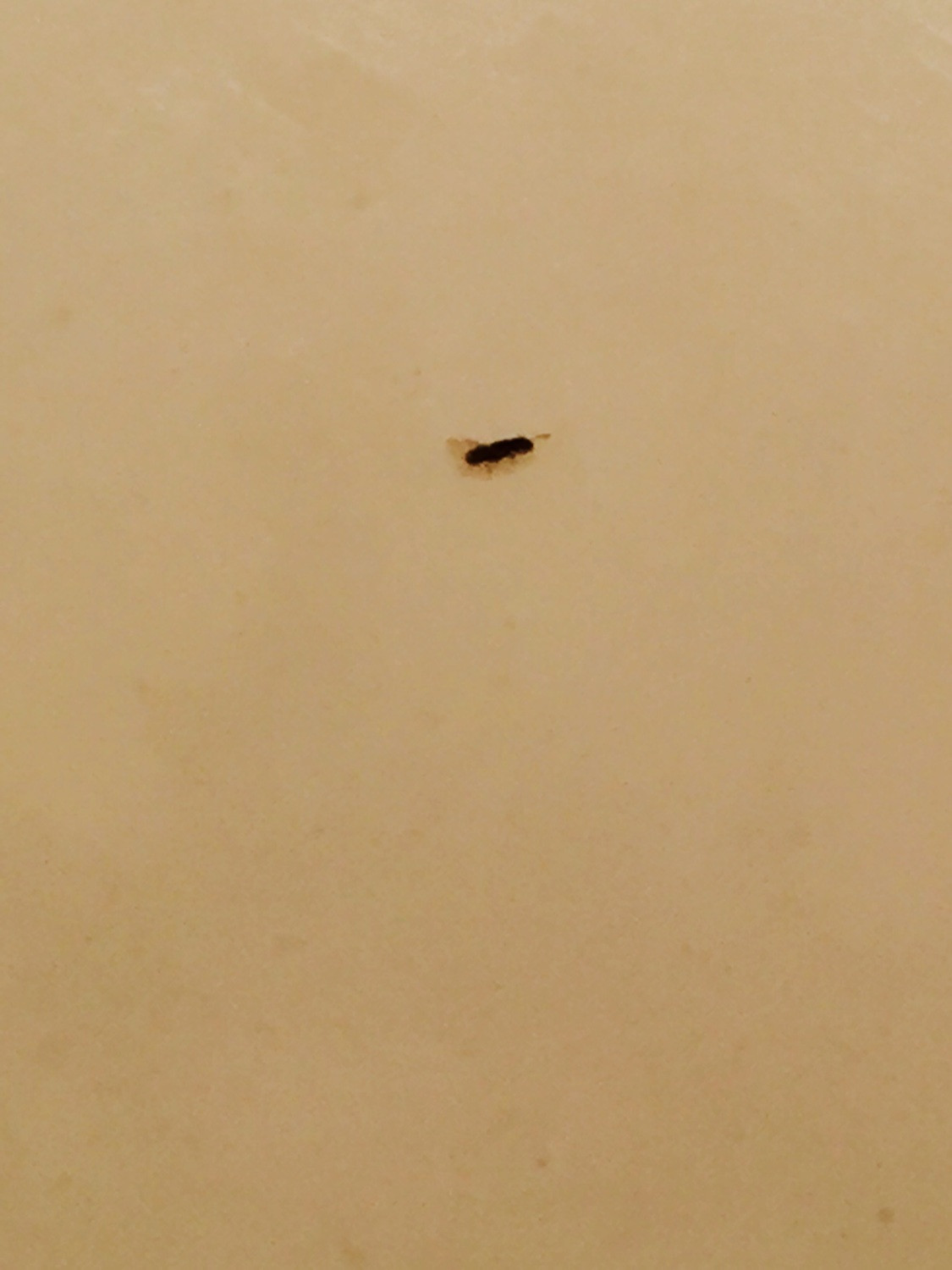 Small Black Flies In Bathroom
 Small black bugs with wings Ask an Expert