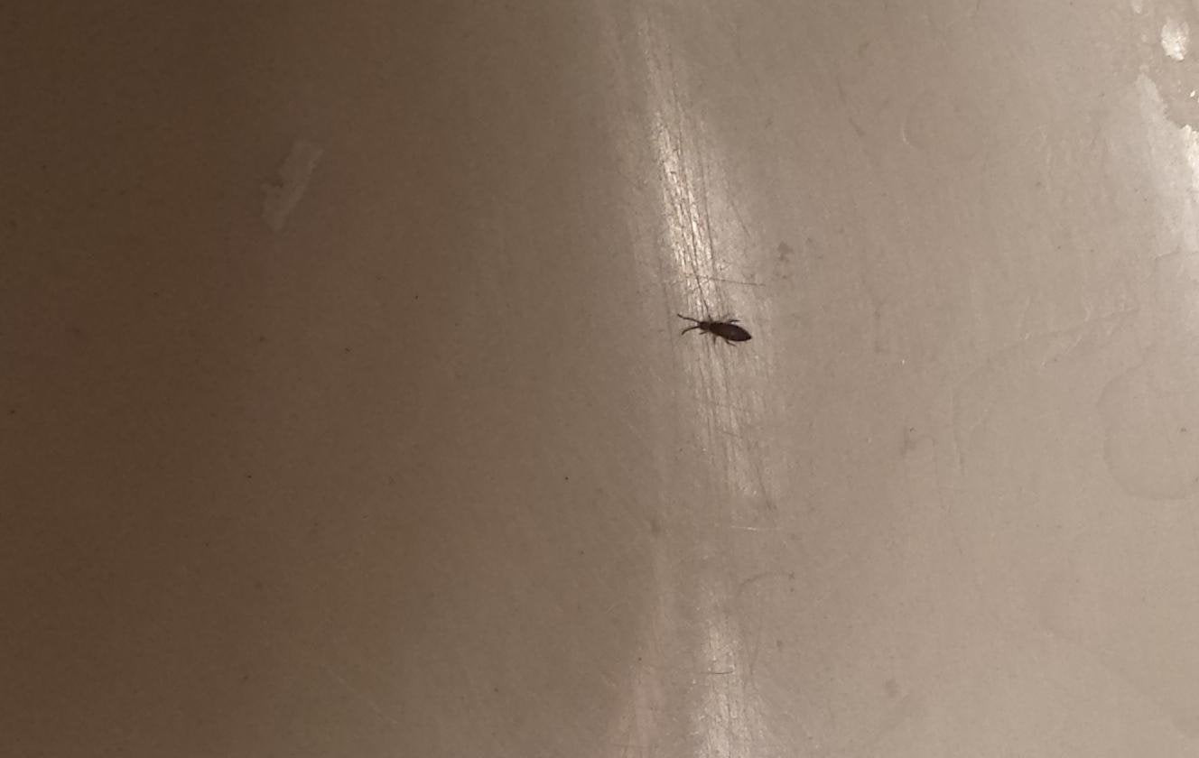 Small Bugs In Bathroom
 [Virginia] Very tiny black bugs in downstairs bathroom