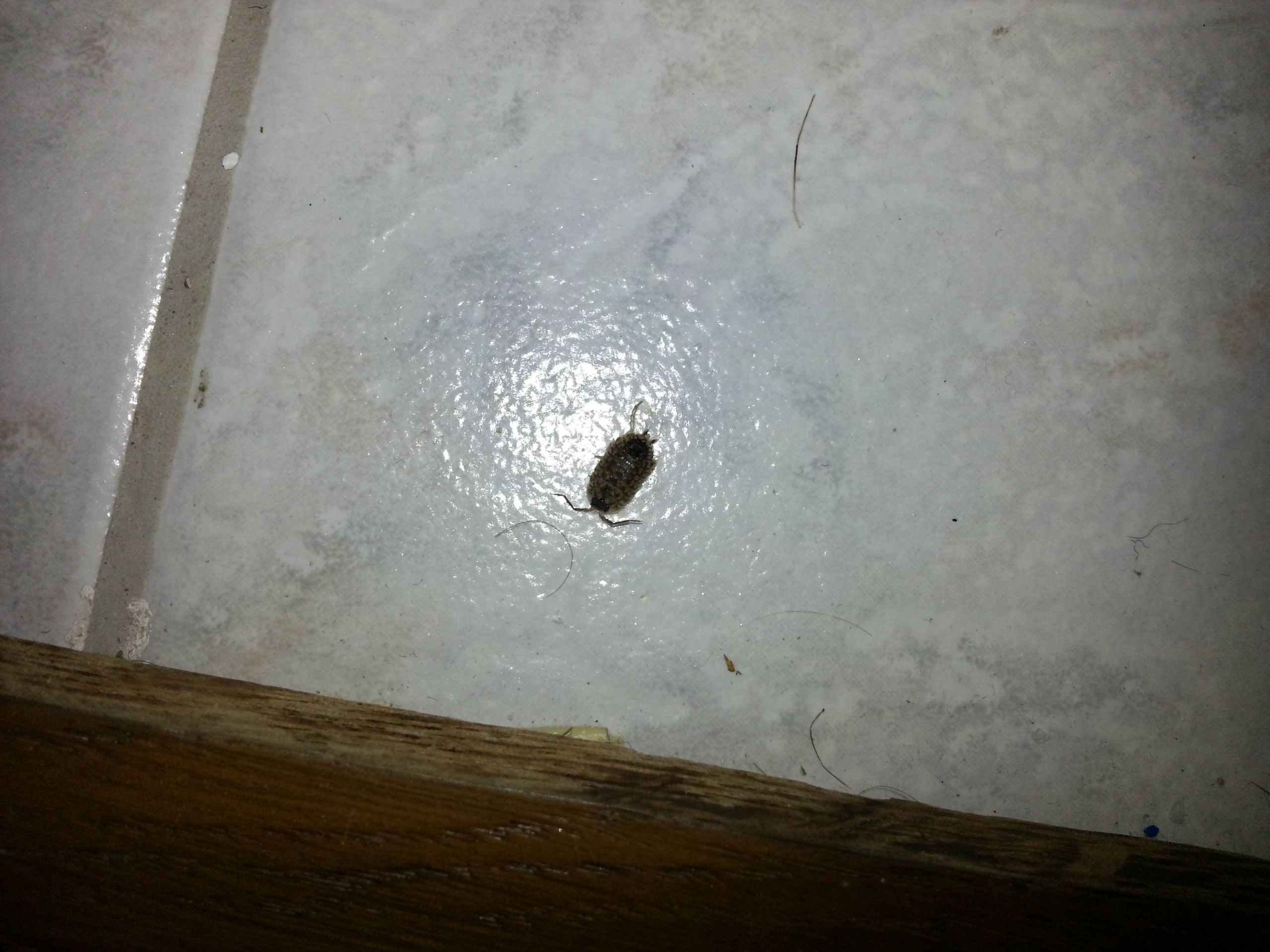 Small Bugs In Bathroom
 Small bug in bathroom in france any one knows