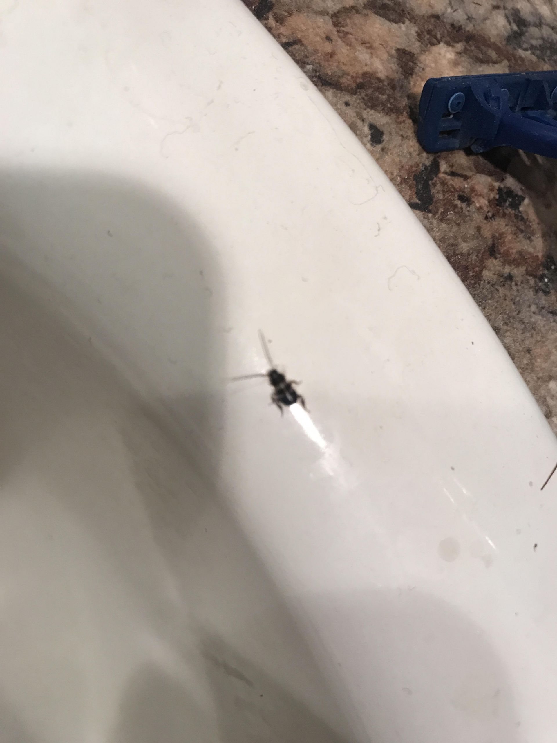 Small Bugs In Bathroom
 Tampa Florida I keep finding these small black bugs in
