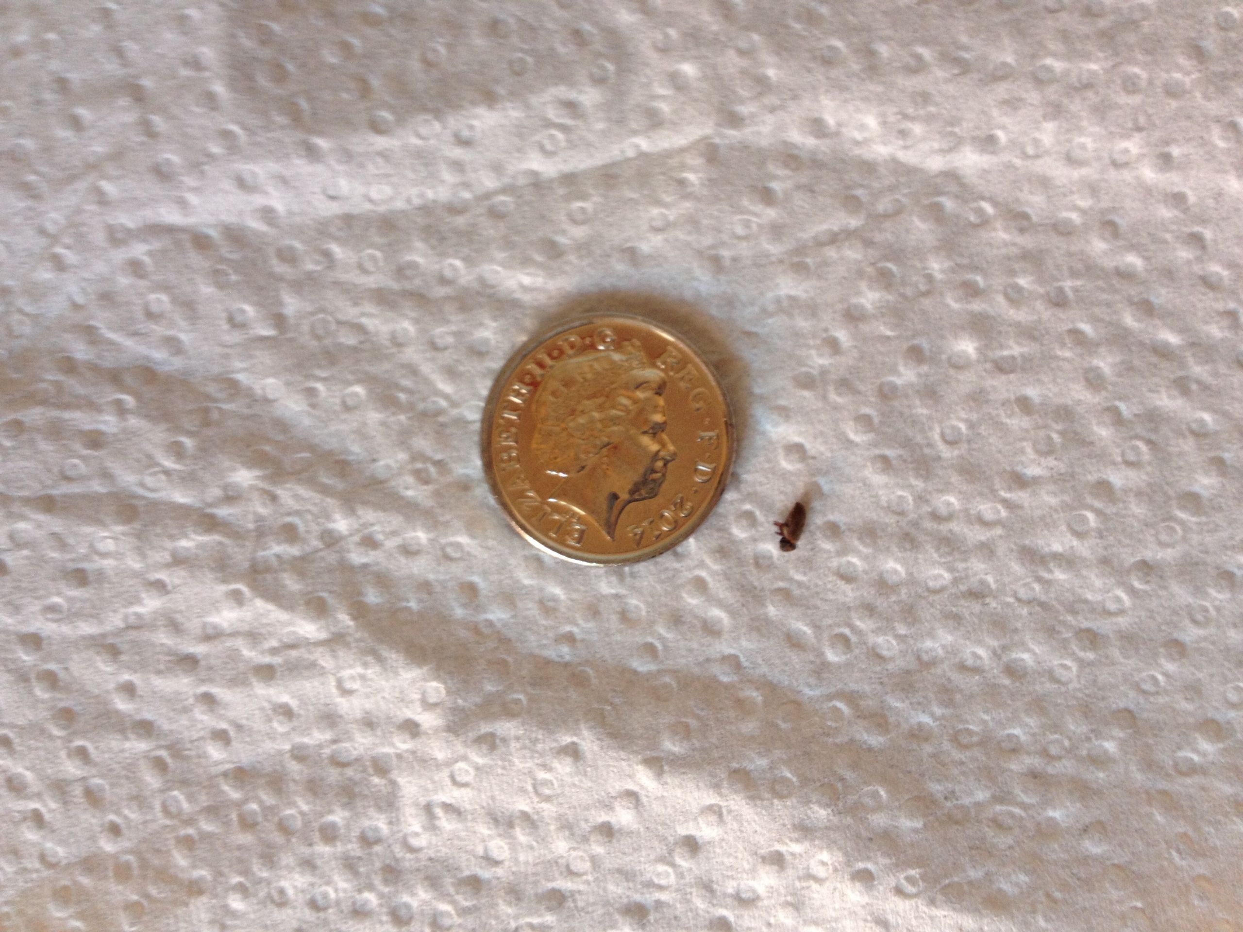 Small Bugs In Bathroom
 NaturePlus Please help me identify tiny black bugs found