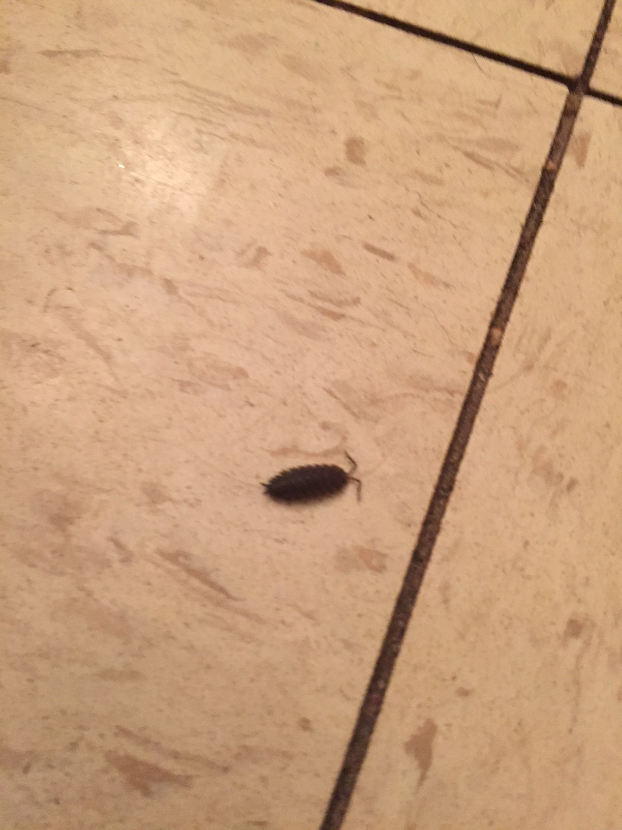 Small Bugs In Bathroom
 Bugs in Bathroom Ask an Expert
