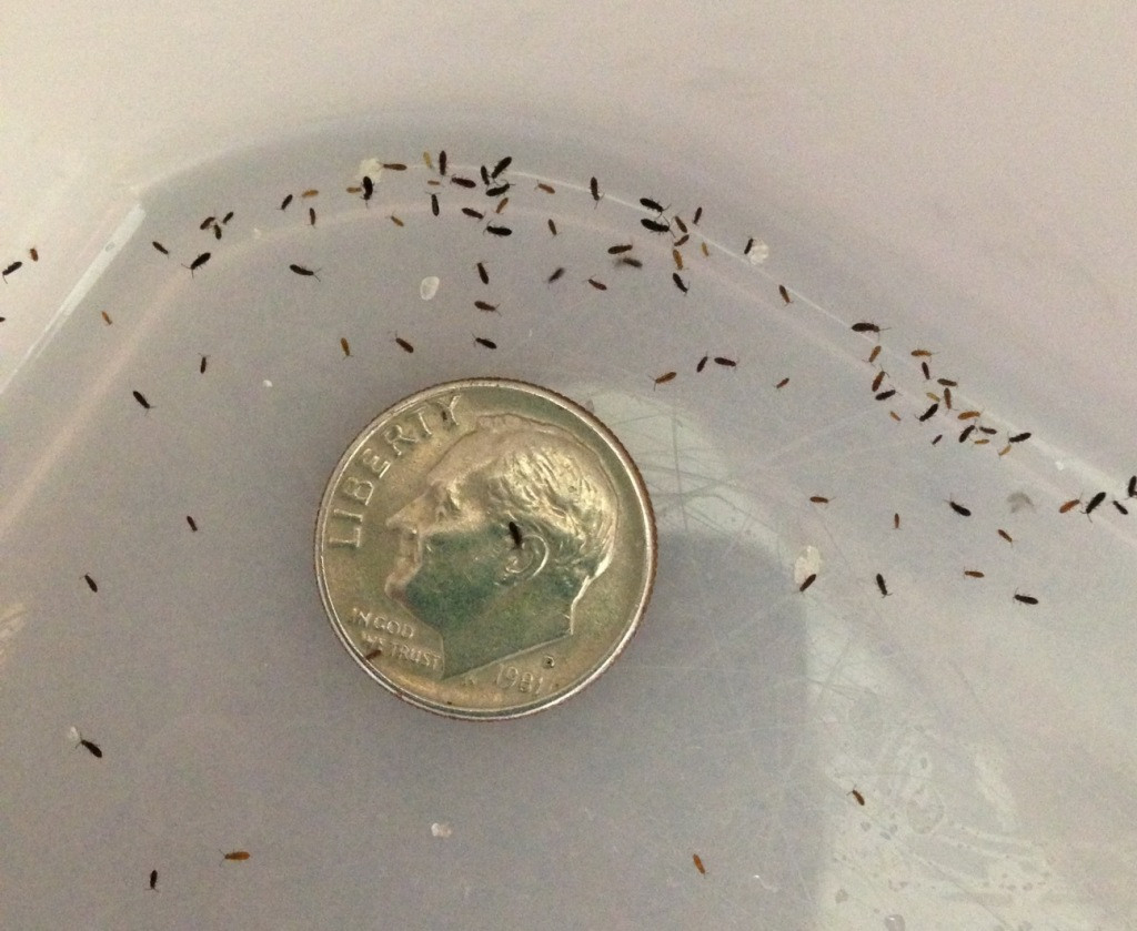 Small Bugs In Bathroom
 What are these tiny bugs in my bathtub Green Defense