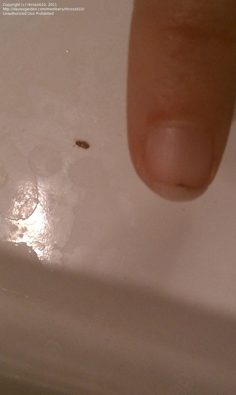 Small Bugs In Bathroom
 Insect and Spider Identification Small bugs in bathroom