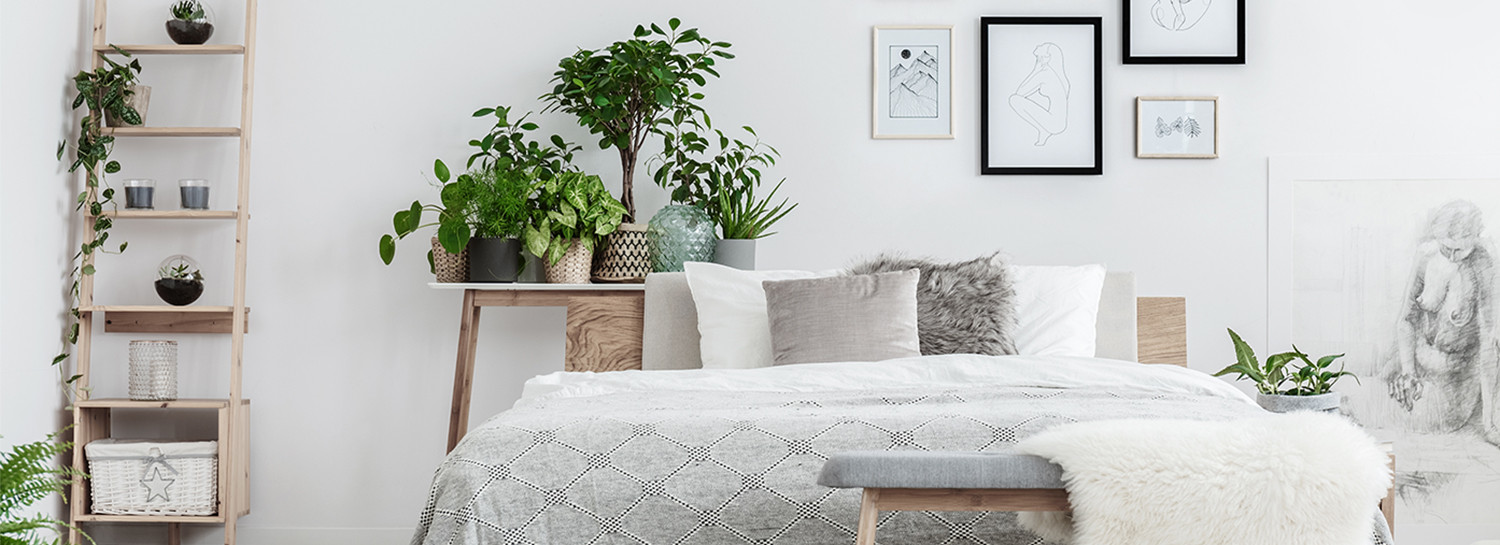 Small Plants For Bedroom
 18 Plants That Help You Sleep Better Than Ever