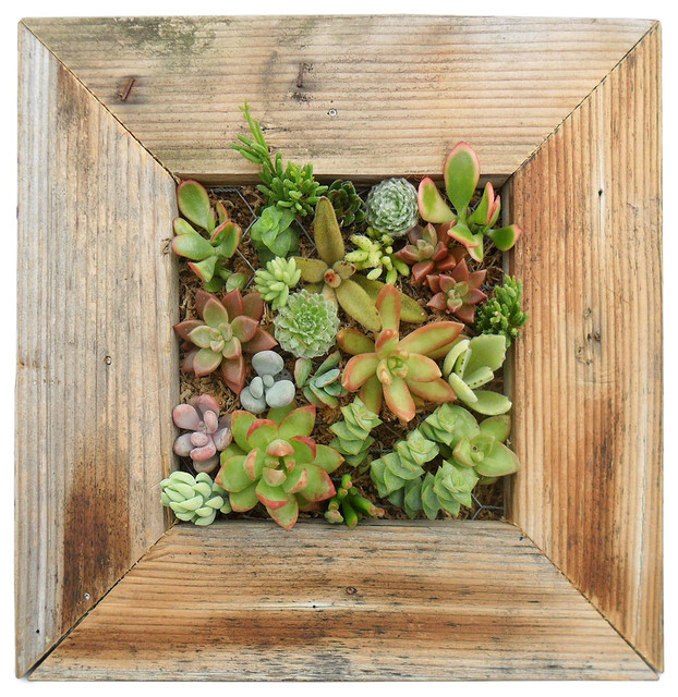 Succulent Living Wall Planter
 Succulent Living Wall Planter Kit Contemporary Indoor