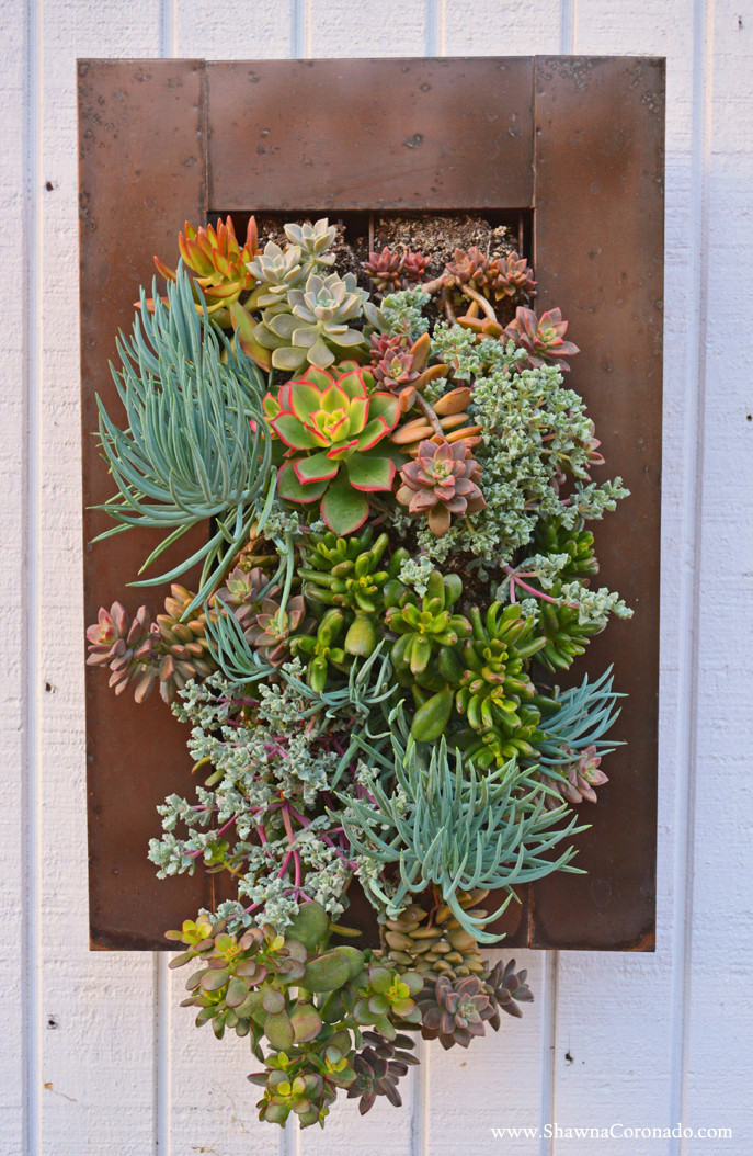 Succulent Living Wall Planter
 Living Wall Garden with Succulent Plants