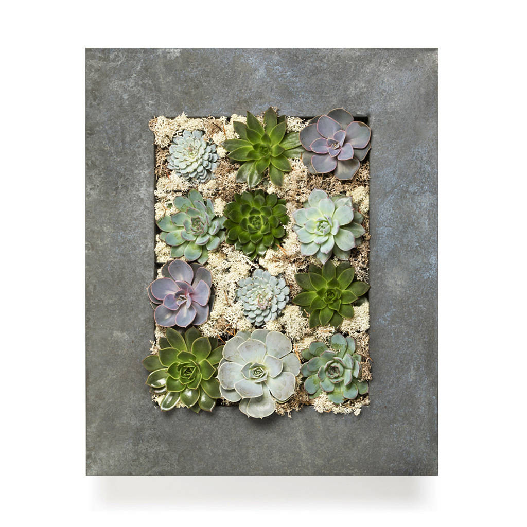 Succulent Living Wall Planter
 grande living wall succulent planter by the urban botanist