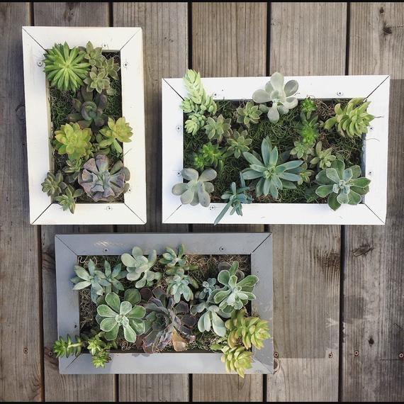 Succulent Living Wall Planter
 Succulent Wall Planter Hanging Living Wall Picture Frame