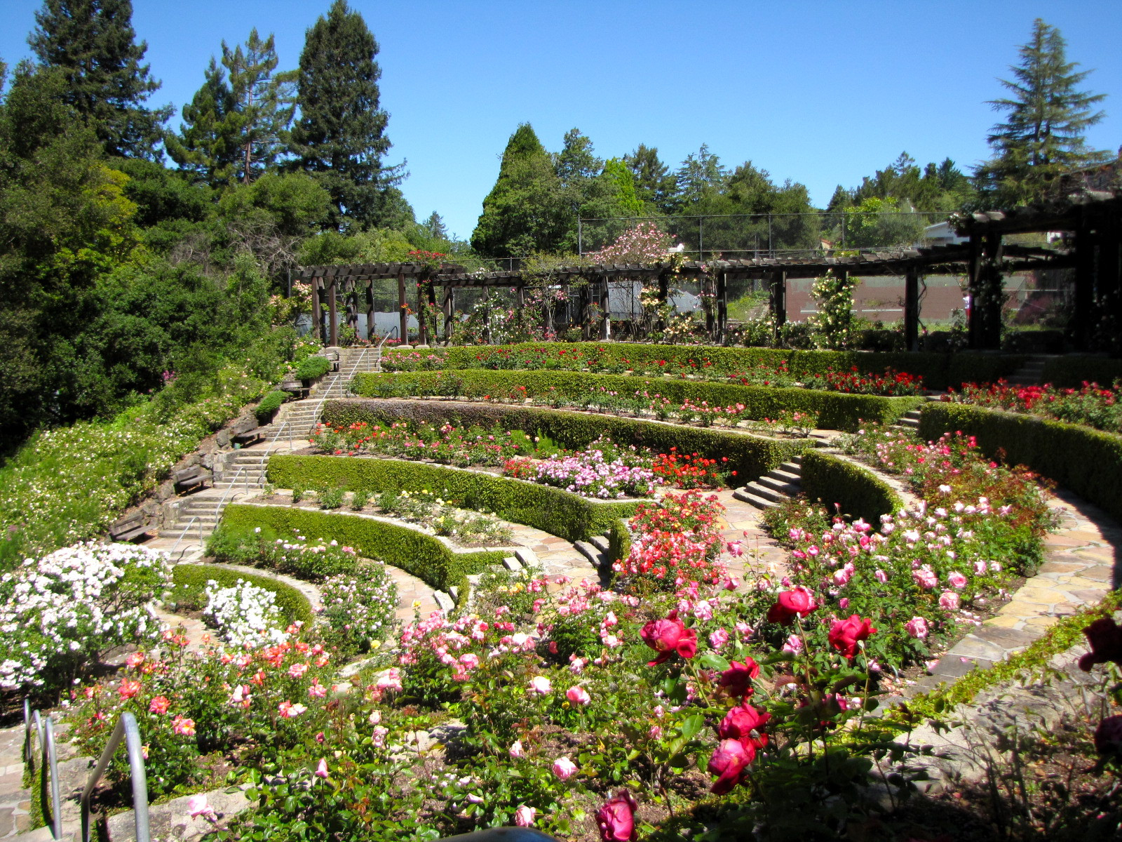 Terrace Landscape California
 A Wonderful Day at the Berkeley Rose Garden