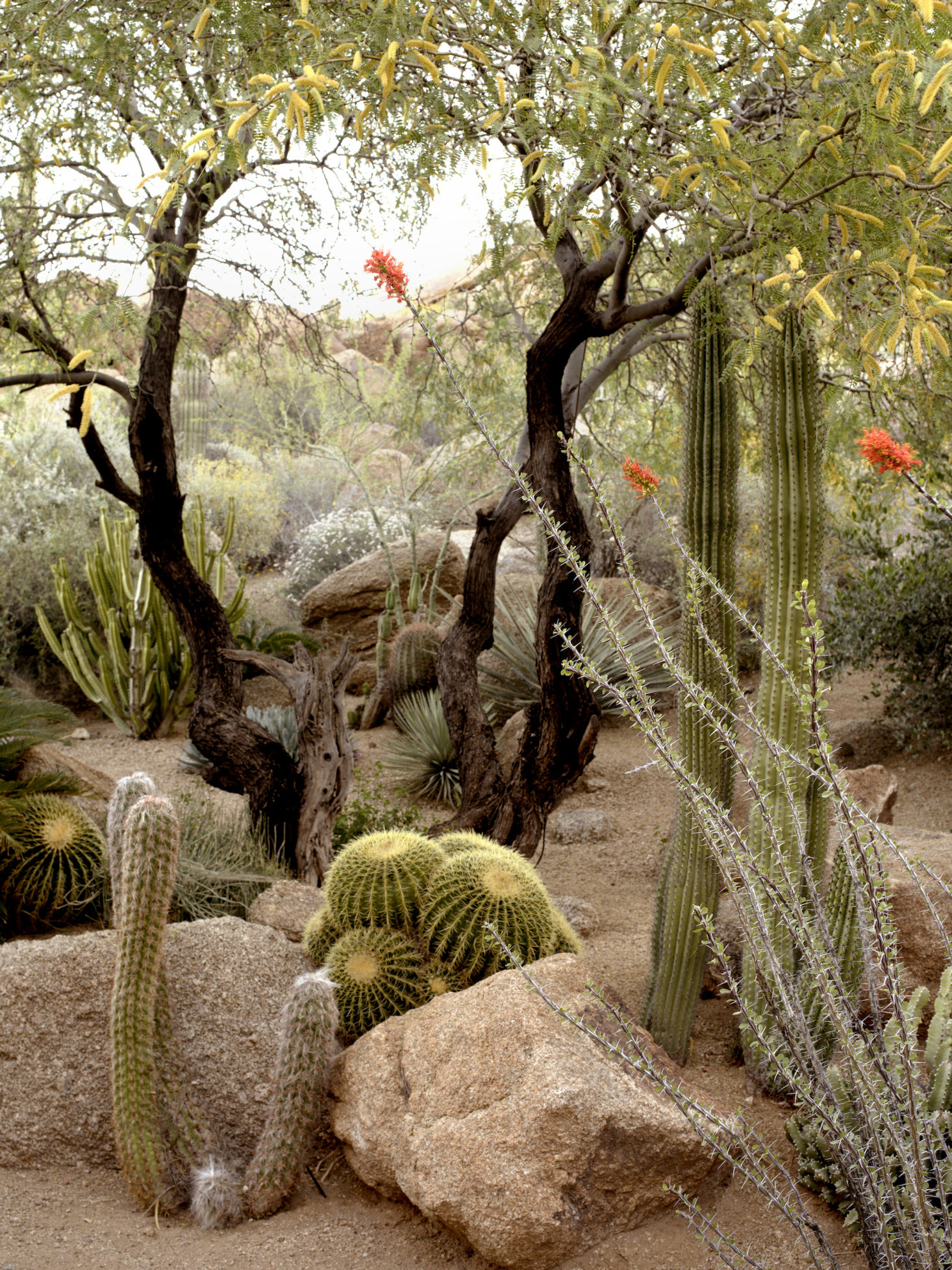 Terrace Landscape Desert
 10 Ideas to Steal from Desert Gardens Gardenista
