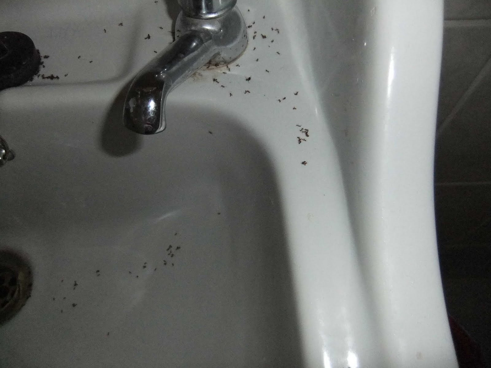 Tiny Bugs In Bathroom Sink
 Little black ants in kitchen sink