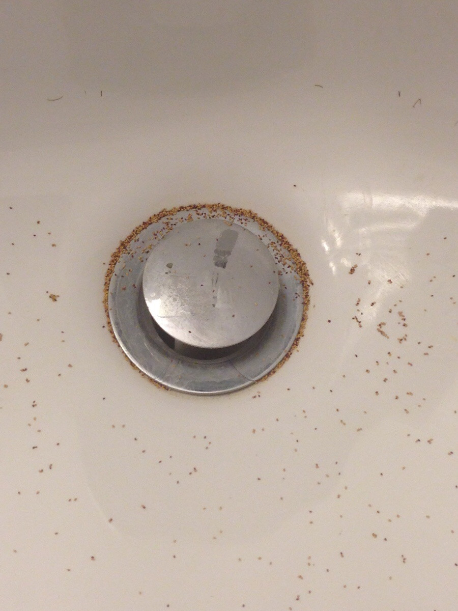 Tiny Bugs In Bathroom Sink
 What s this in my bathroom sink almost every morning