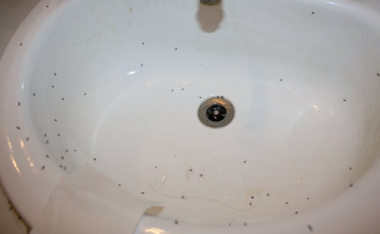 Tiny Bugs In Bathroom Sink
 Eagles Crossing Nightmare