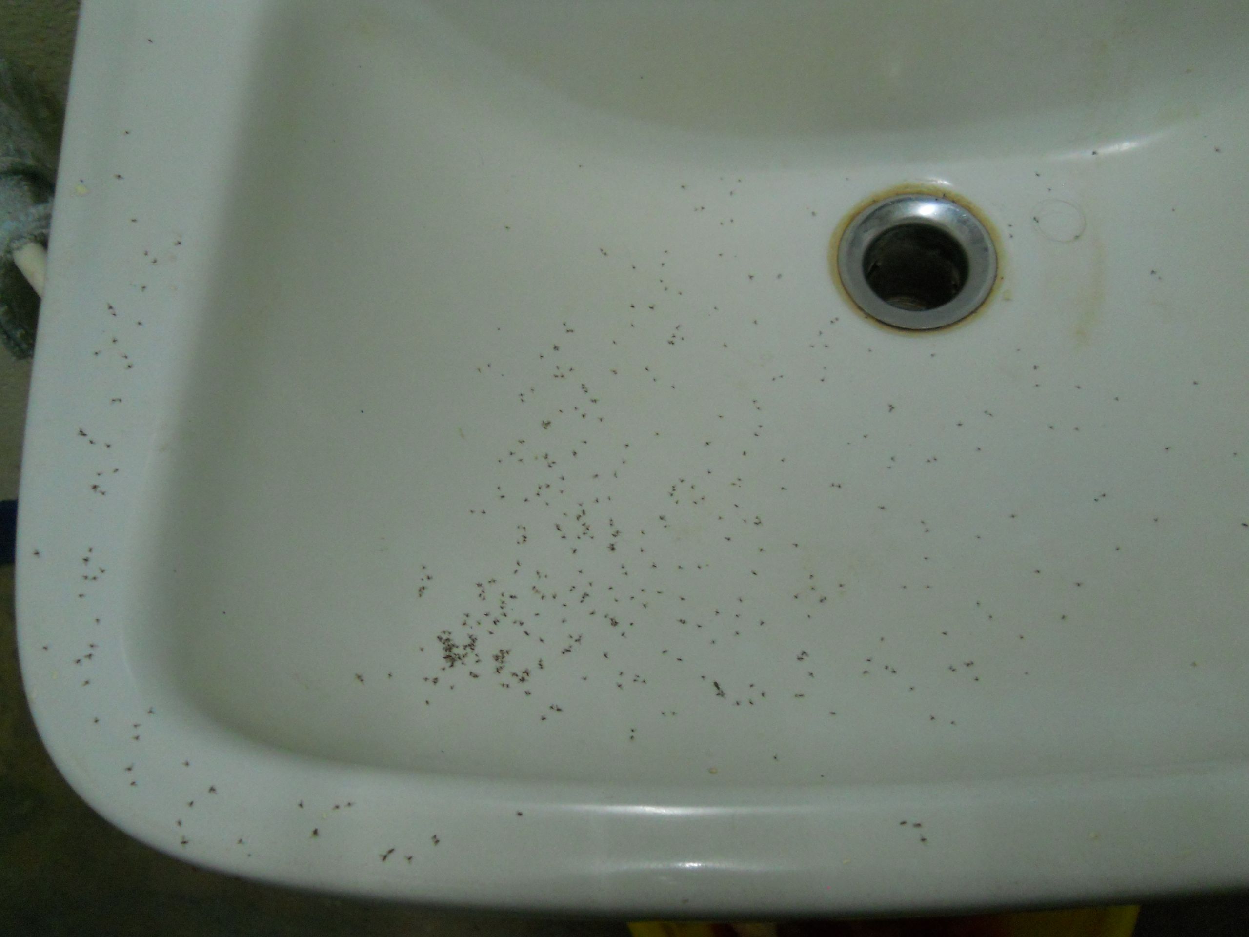 Tiny Bugs In Bathroom Sink
 Bathroom Sinks Undermount Pedestal & More Ants In