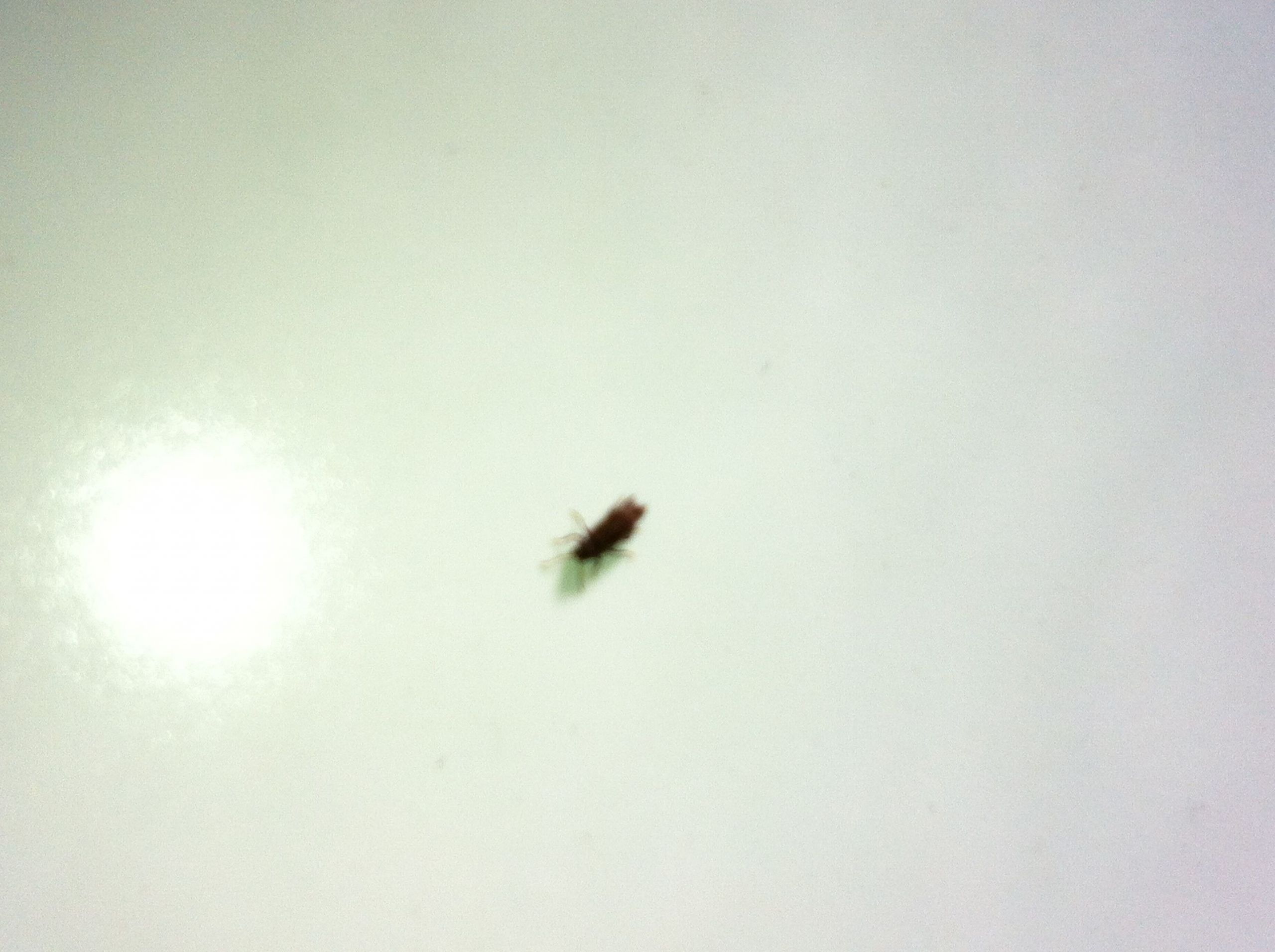 Tiny Bugs In Bathroom Sink
 Getting Rid How To Get Rid Springtails In My Sink