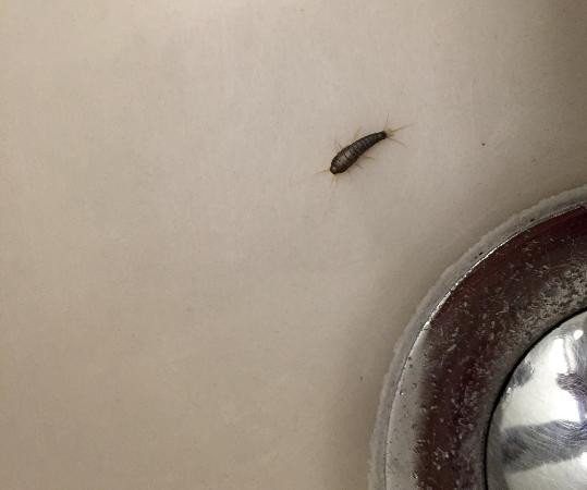 Tiny Bugs In Bathroom Sink
 Bugs in Bathroom Sink Picture of Hotel Neutor Salzburg