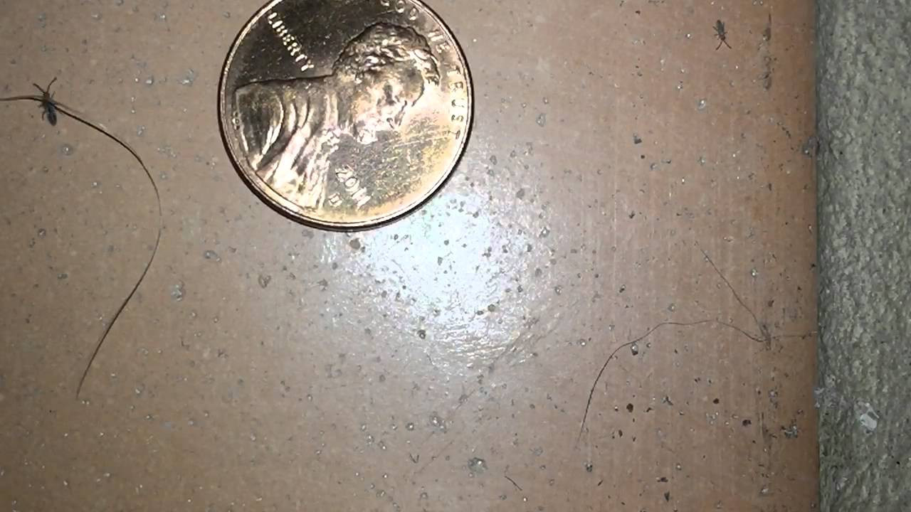 real tiny bugs in bathroom sink