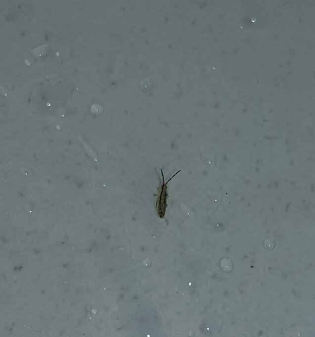 Tiny Bugs In Bathroom Sink
 Tiny bug hops found in my sink in Kansas whatsthisbug