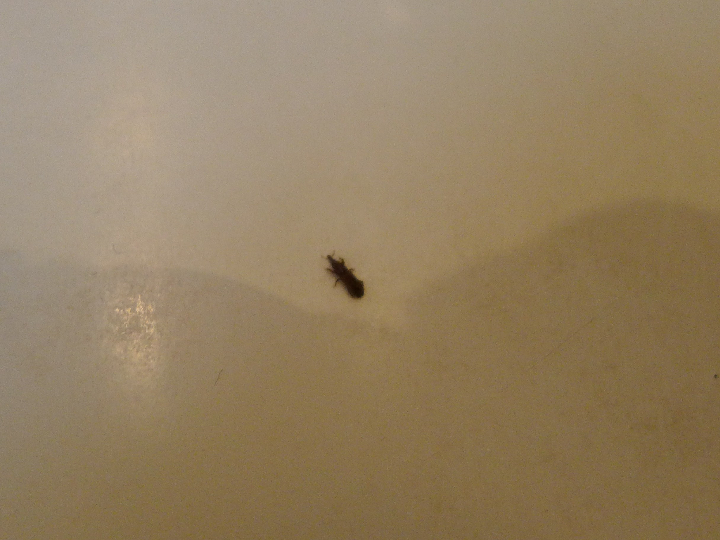 little black bugs around bathroom sink